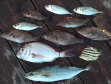 こかわ渡船 雅丸 釣果