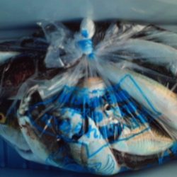 こかわ渡船 雅丸 釣果