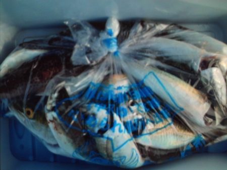 こかわ渡船　雅丸 釣果