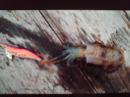 こかわ渡船　雅丸 釣果