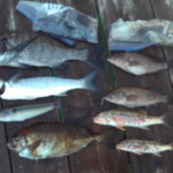 こかわ渡船 雅丸 釣果