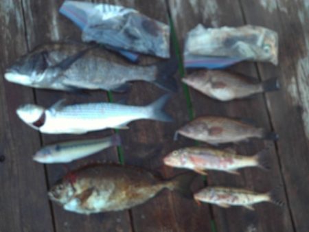 こかわ渡船　雅丸 釣果