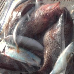 こかわ渡船　雅丸 釣果