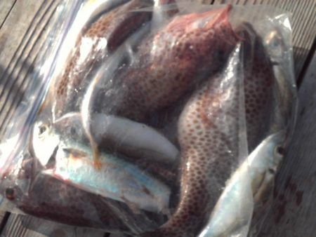 こかわ渡船　雅丸 釣果