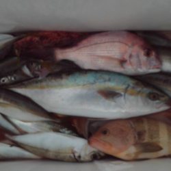 こかわ渡船　雅丸 釣果