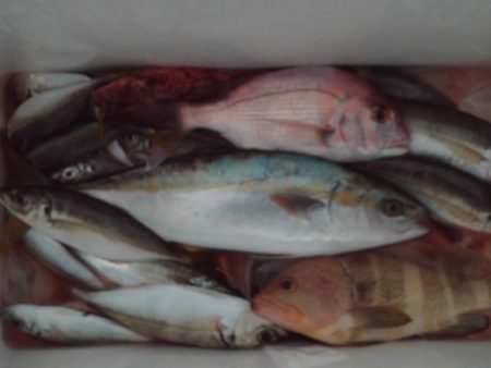 こかわ渡船　雅丸 釣果