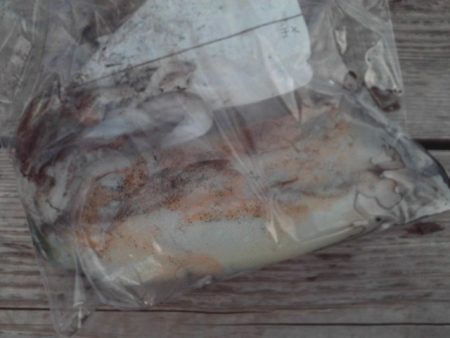 こかわ渡船　雅丸 釣果