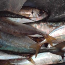 こかわ渡船 雅丸 釣果