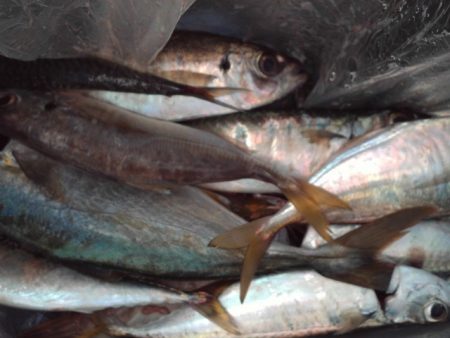 こかわ渡船 雅丸 釣果