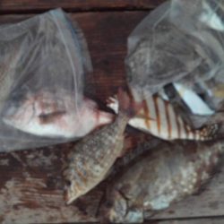 こかわ渡船　雅丸 釣果