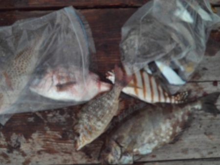 こかわ渡船　雅丸 釣果