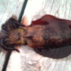 こかわ渡船　雅丸 釣果