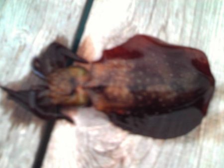 こかわ渡船　雅丸 釣果