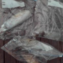 こかわ渡船　雅丸 釣果