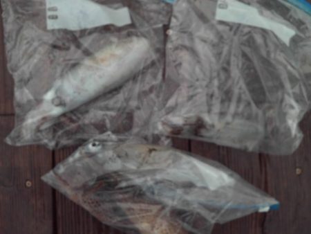 こかわ渡船　雅丸 釣果