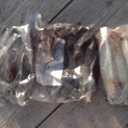 こかわ渡船　雅丸 釣果