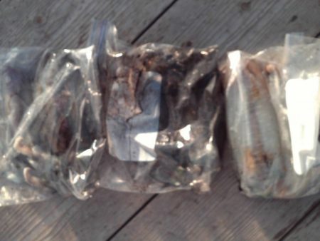 こかわ渡船　雅丸 釣果