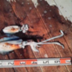 こかわ渡船　雅丸 釣果