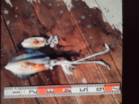 こかわ渡船　雅丸 釣果