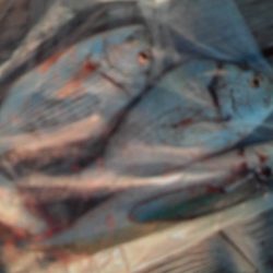 こかわ渡船 雅丸 釣果