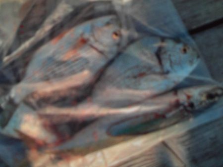 こかわ渡船 雅丸 釣果