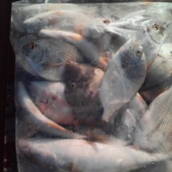 こかわ渡船　雅丸 釣果