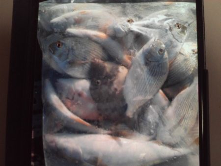 こかわ渡船　雅丸 釣果