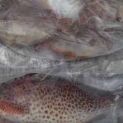 こかわ渡船　雅丸 釣果