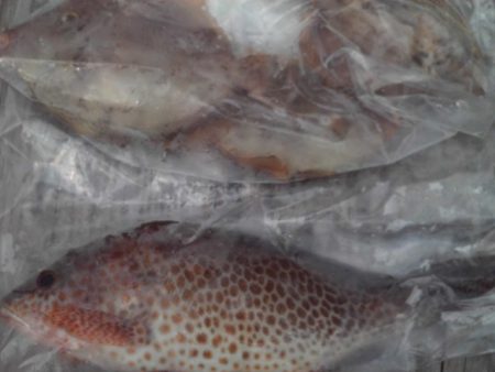 こかわ渡船　雅丸 釣果