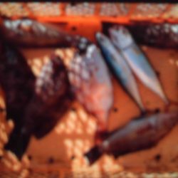 こかわ渡船　雅丸 釣果