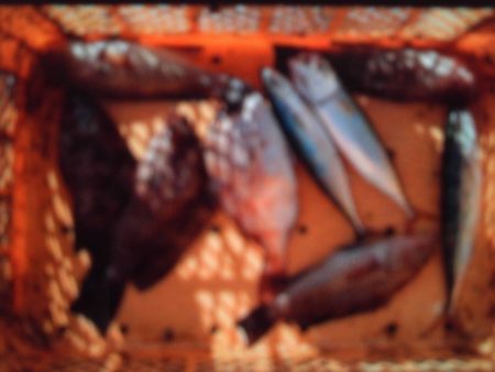 こかわ渡船　雅丸 釣果