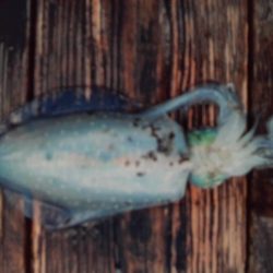 こかわ渡船　雅丸 釣果