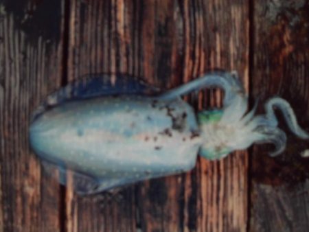 こかわ渡船　雅丸 釣果