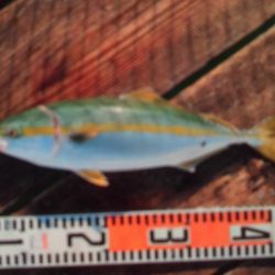 こかわ渡船 雅丸 釣果