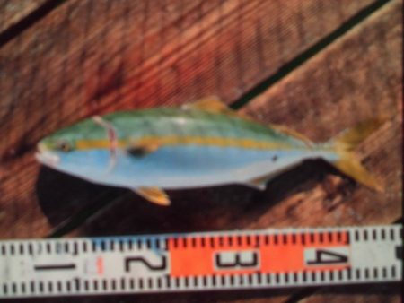 こかわ渡船 雅丸 釣果