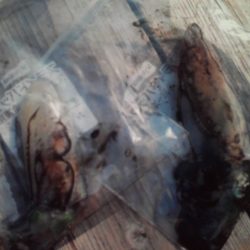 こかわ渡船　雅丸 釣果