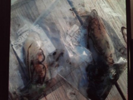 こかわ渡船　雅丸 釣果