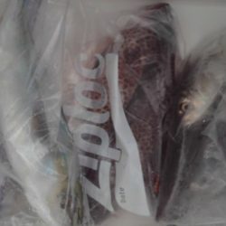 こかわ渡船　雅丸 釣果