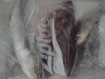 こかわ渡船　雅丸 釣果