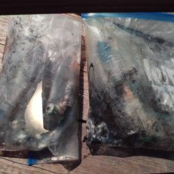 こかわ渡船 雅丸 釣果