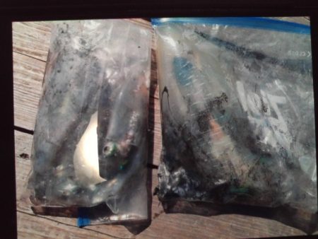 こかわ渡船 雅丸 釣果