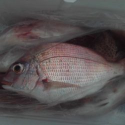 こかわ渡船　雅丸 釣果