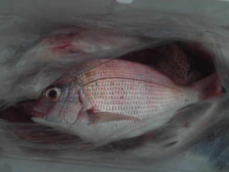 こかわ渡船　雅丸 釣果