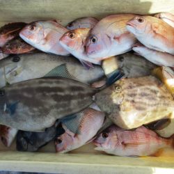 まとばや 釣果