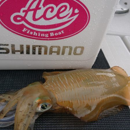 フィッシングボートACE(エース) 釣果