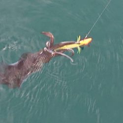 フィッシングボートACE(エース) 釣果