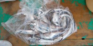 恵比寿丸(兵庫) 釣果