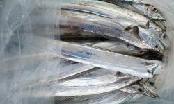 恵比寿丸(兵庫) 釣果