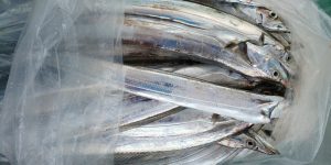 恵比寿丸(兵庫) 釣果