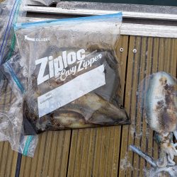 フィッシングボートACE(エース) 釣果